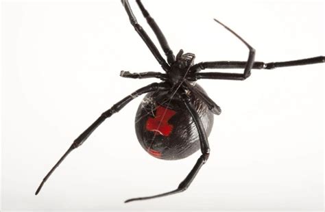 picada de aranha viuva negra-1
